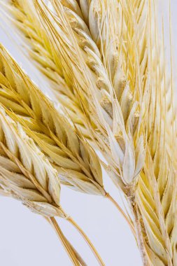 Beyaz arka planda sarı çavdar kulakları. Çavdar dikenli kulaklar. Geçen yazın hasadı. Vejetaryen yemeği..