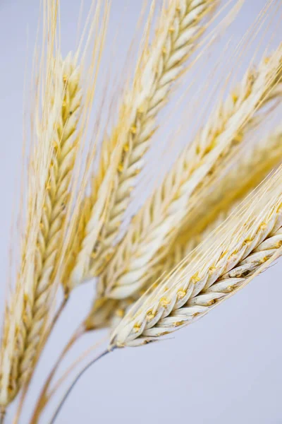 Gelbe Roggen Ähren Auf Weißem Hintergrund Reif Stachelige Ähren Von — Stockfoto