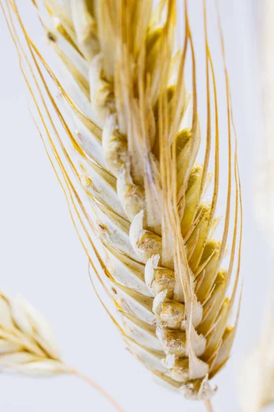 Κίτρινα Αυτιά Σίκαλης Λευκό Φόντο Ωριμάζω Αγκαθωτά Αυτιά Σίκαλης Συγκομιδή — Φωτογραφία Αρχείου