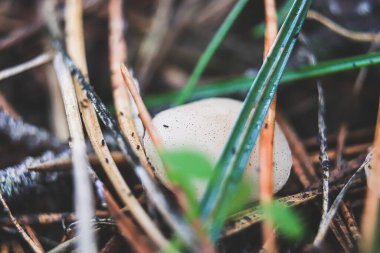 Çam iğnelerinde küçük mantarlar. Parçalanan çam iğnelerinin arasında küçük kapaklı mantarlar..