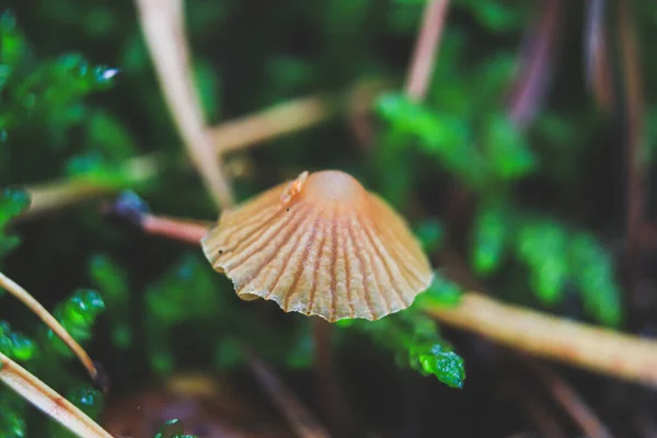 Pequenos Cogumelos Musgo Verde Cogumelos Com Pequenas Tampas Entre Musgo — Fotografia de Stock