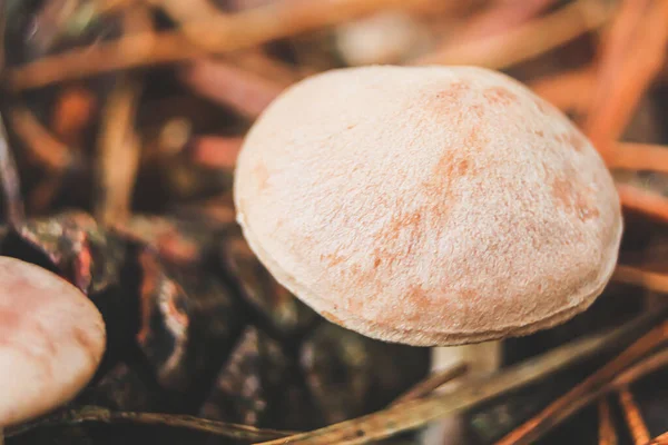 Small mushrooms in pine needles. Mushrooms with small caps among crumbling pine needles close-up.