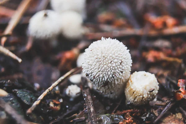 White balls of raincoat mushroom in pine needles. Raincoats among crumbling pine needles close-up.