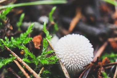 Çam iğnelerinde beyaz mantar topları. Paramparça olmuş çam iğnelerinin arasındaki yağmurluklar.