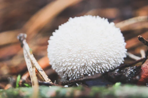 White balls of raincoat mushroom in pine needles. Raincoats among crumbling pine needles close-up.