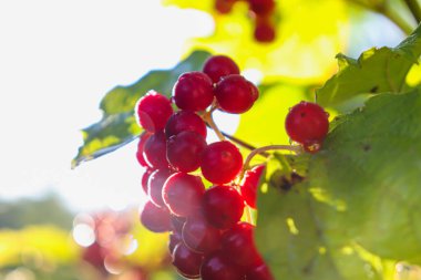 Parlak kırmızı viburum meyveleri güneşte.