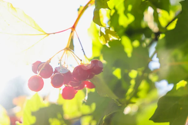 Bright red viburnum berries in the sun. — Stock Photo, Image