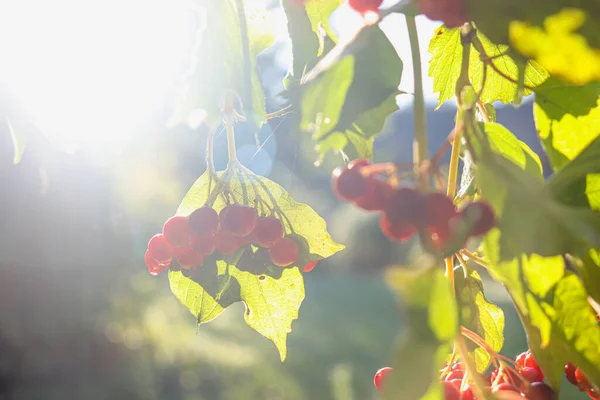 Ярко-красные ягоды вибурнума на солнце. — стоковое фото
