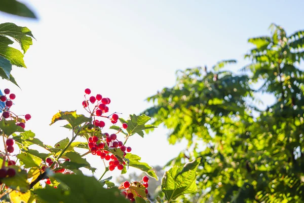 Bright red viburnum berries in the sun. — Stock Photo, Image