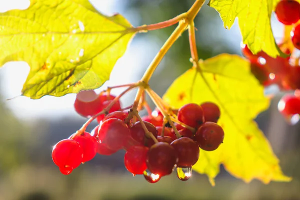 Ярко-красные ягоды вибурнума на солнце. — стоковое фото