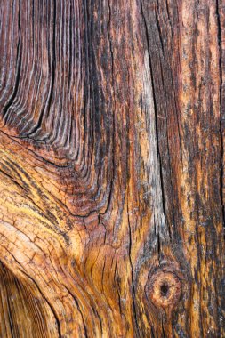 Güneş yanığı ahşap, rüzgar ve zamanla yaşlanmış. Eski ahşap doku. Yıpranmış ağaç halkaları..