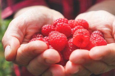 Bir kadının ellerinde kırmızı sulu ahududu. Geçen yazdan hediyeler. Sulu vitamin lezzeti.