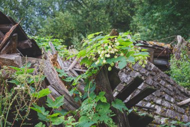 Çimlerle, çalılarla ve tırmanma bitkileriyle kaplanmış çürümüş ahşap binaların kalıntıları. Eski bir köy konutunun kalıntıları.
