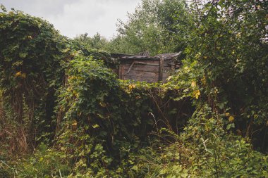 Çimlerle, çalılarla ve tırmanma bitkileriyle kaplanmış çürümüş ahşap binaların kalıntıları. Eski bir köy konutunun kalıntıları.