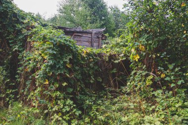 Çimlerle, çalılarla ve tırmanma bitkileriyle kaplanmış çürümüş ahşap binaların kalıntıları. Eski bir köy konutunun kalıntıları.