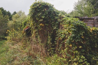 Çimlerle, çalılarla ve tırmanma bitkileriyle kaplanmış çürümüş ahşap binaların kalıntıları. Eski bir köy konutunun kalıntıları.