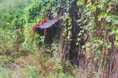 Çimlerle, çalılarla ve tırmanma bitkileriyle kaplanmış çürümüş ahşap binaların kalıntıları. Eski bir köy konutunun kalıntıları.