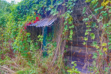 Çimlerle, çalılarla ve tırmanma bitkileriyle kaplanmış çürümüş ahşap binaların kalıntıları. Eski bir köy konutunun kalıntıları.