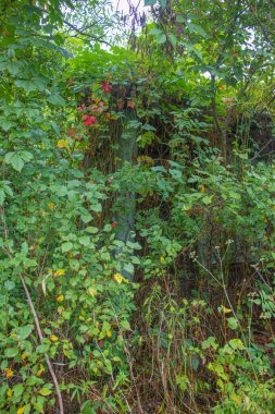 Çimlerle, çalılarla ve tırmanma bitkileriyle kaplanmış çürümüş ahşap binaların kalıntıları. Eski bir köy konutunun kalıntıları.