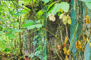 Çimlerle, çalılarla ve tırmanma bitkileriyle kaplanmış çürümüş ahşap binaların kalıntıları. Eski bir köy konutunun kalıntıları.