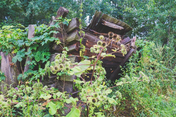 Las Ruinas Antiguos Edificios Madera Descomposición Cubiertas Hierba Arbustos Plantas —  Fotos de Stock
