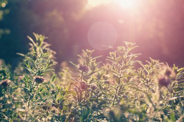 Sonbahar güneşinin sabahında her daim paskalya çiçekleri. Güneşli bir sis altında bitkiler. Hint yazının başlangıcı..