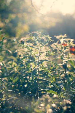 Sonbahar güneşinin sabahında her daim paskalya çiçekleri. Güneşli bir sis altında bitkiler. Hint yazının başlangıcı..