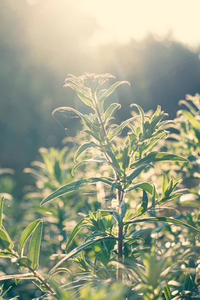 秋の太陽の下で多年草のアスターの花 日当たりの良い霞の中の植物 インドの夏の初め — ストック写真