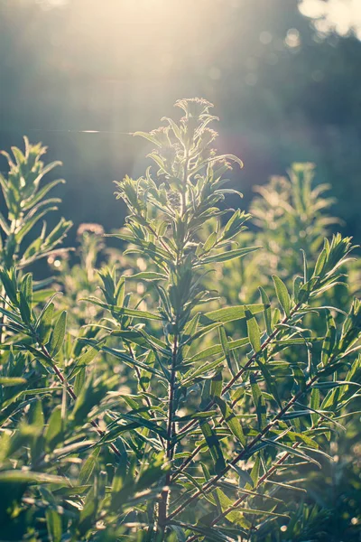 秋の太陽の下で多年草のアスターの花 日当たりの良い霞の中の植物 インドの夏の初め — ストック写真