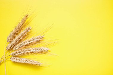 Sarı arka planda tahılla dolu dikenli çavdar kulakları. Çavdar, yemek için tipik bir tahıldır..