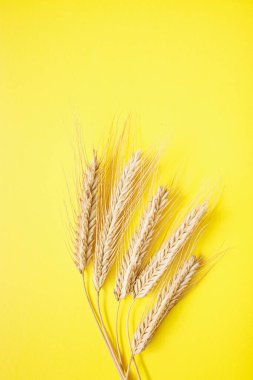 Sarı arka planda tahılla dolu dikenli çavdar kulakları. Çavdar, yemek için tipik bir tahıldır..