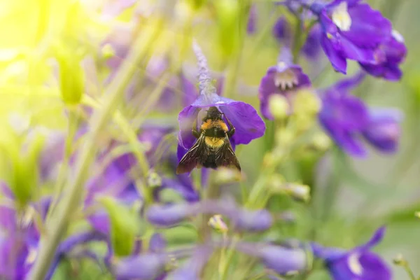 Een Macro Shot Van Een Hommel Zamelend Stuifmeel Van Een — Stockfoto