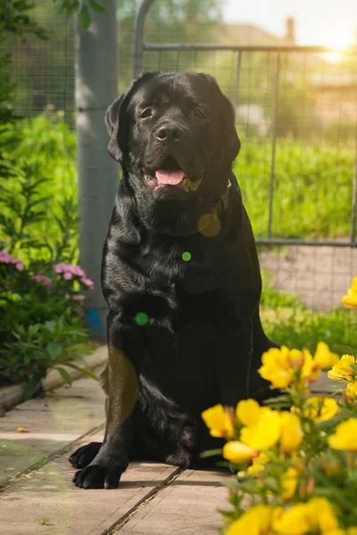 公園の緑の草の上に座って黒ラブラドル レトリーバー犬犬 — ストック写真