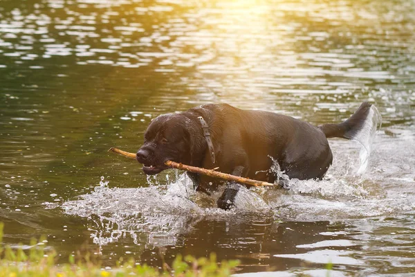 Anjing Hitam Besar Labrador Retriever Bermain Dengan Tongkat Kayu Dewasa — Stok Foto