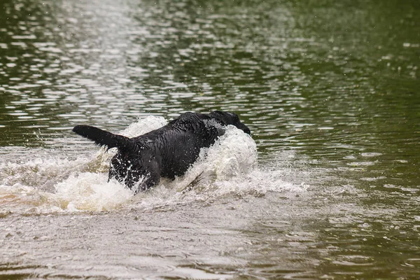 Big Black Dog Labrador Retriever Play Owner Adult Purebred Lab — Stock Photo, Image