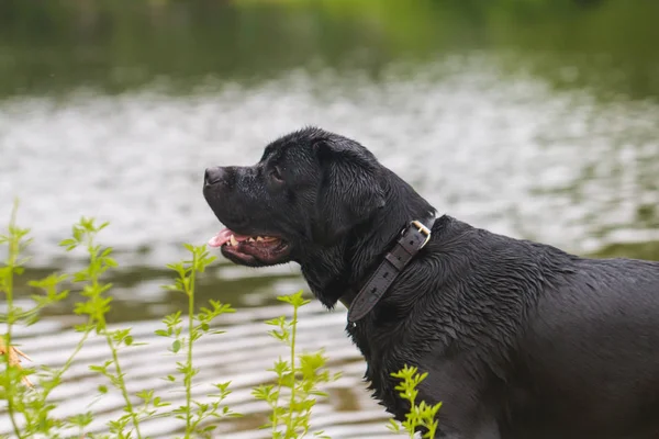 大きな黒犬がラブラドル レトリーバー犬の所有者は 水の近くの夏緑公園で純血種研究室アダルト遊んで — ストック写真