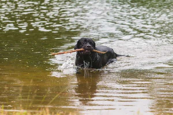 Grote Zwarte Hond Labrador Retriever Spelen Met Houten Stok Volwassen — Stockfoto
