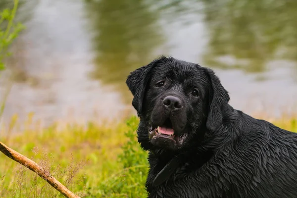 木の棒 水の近くの夏緑の公園で大人の純血種ラボと大きな黒犬がラブラドル レトリーバー犬プレイ — ストック写真