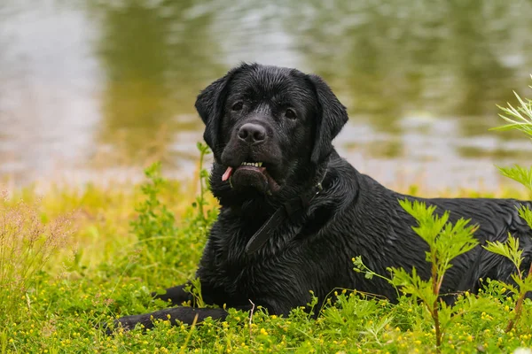 公園の緑の草の上に座って黒ラブラドル レトリーバー犬犬 — ストック写真
