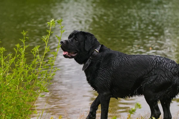 大きな黒犬がラブラドル レトリーバー犬の所有者は 水の近くの夏緑公園で純血種研究室アダルト遊んで — ストック写真