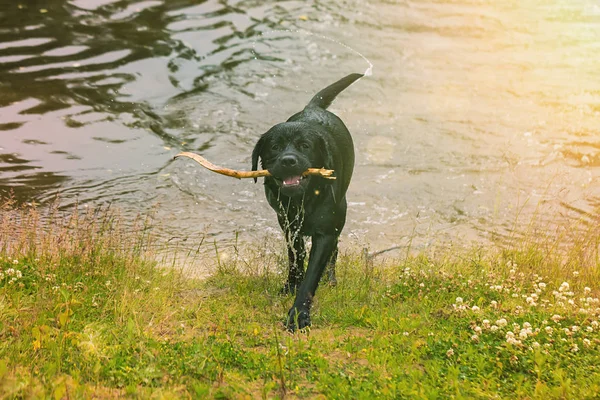 Big Black Dog Labrador Retriever Play Wooden Stick Adult Purebred — Stock Photo, Image