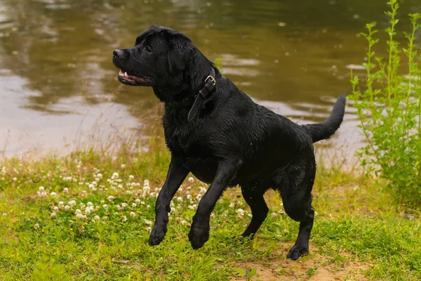 木の棒 水の近くの夏緑の公園で大人の純血種ラボと大きな黒犬がラブラドル レトリーバー犬プレイ — ストック写真