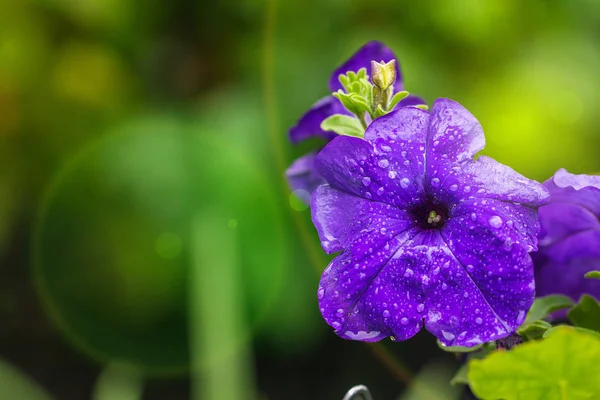 Mooie Paarse Petunia Bloemen Petunia Hybrida Een Tuin Met Druppels — Stockfoto