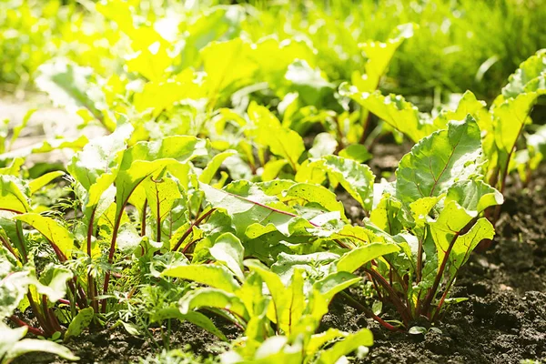 若い緑の野菜の庭のベッドにビート計画 — ストック写真