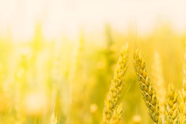 Gouden Tarweveld Zonnige Zomerdag — Stockfoto