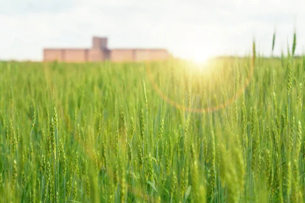 Tarwe Velden Graanelevator Blauwe Hemelachtergrond Zomerdag — Stockfoto