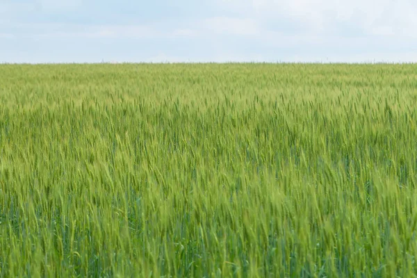 Groene Tarwe Veld Platteland Landschap Zomerdag — Stockfoto