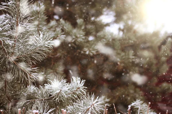 Tło Pokryte Śniegiem Gałązki Jodły Opadającym Śniegiem — Zdjęcie stockowe