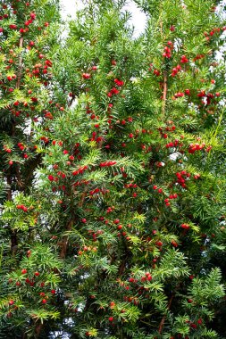 Olgun kırmızı meyve ile kalın yew bush.