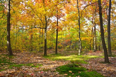 Güneşli bir günde güzel sonbahar renkleri ormanda.